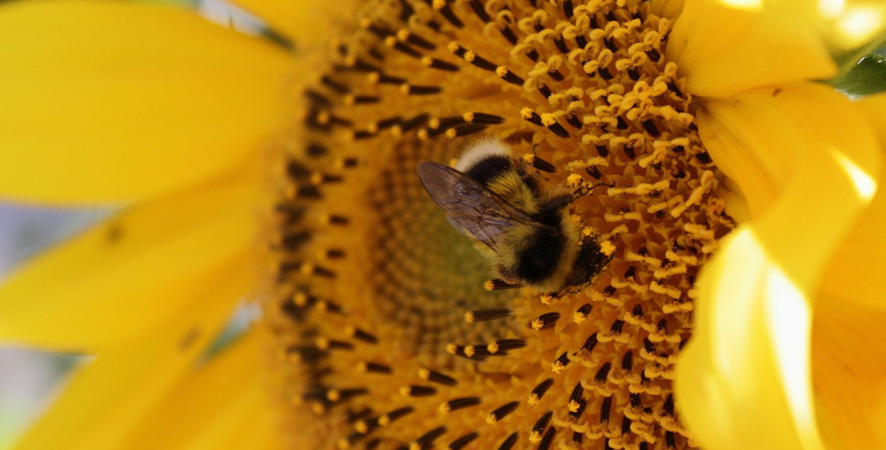 Ape che raccoglie polline da un fiore giallo